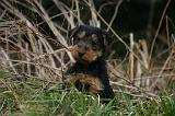 WELSH TERRIER 159